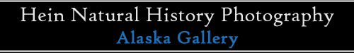 Alaska Image Gallery